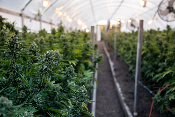 KPMG Withdraws Two Audits for CannTrust