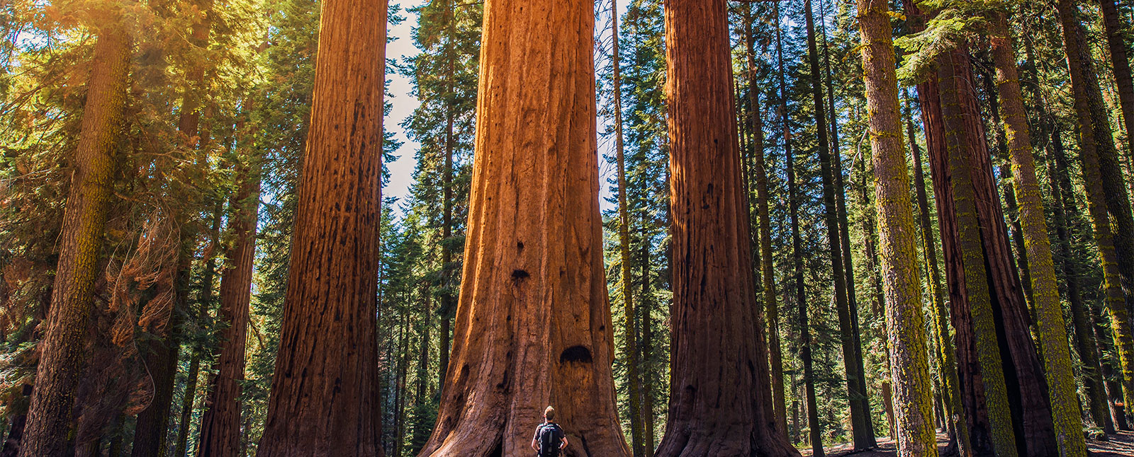 Sequoia Forest, California