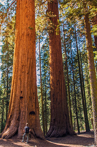 Sequoia Forest, California