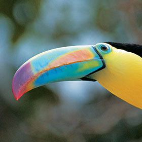 Costa Rica Birding Tours