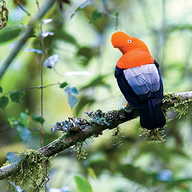 Birding Tours in Ecuadorian Andes