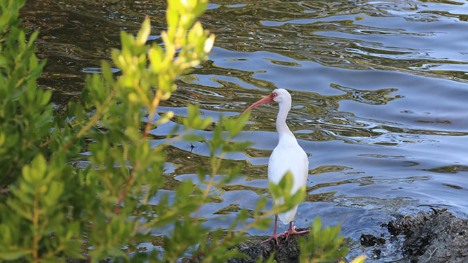 Birding Tours in Florida