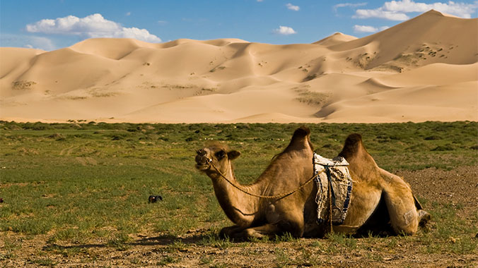 22965-camel-gobi-desert-c.jpg