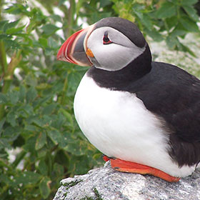 Birding Tours in Grand Manan Island