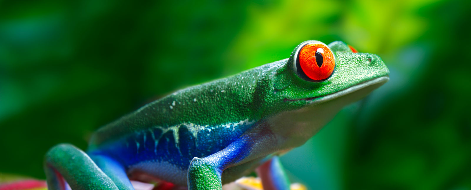 Tree Frog in Costa Rica