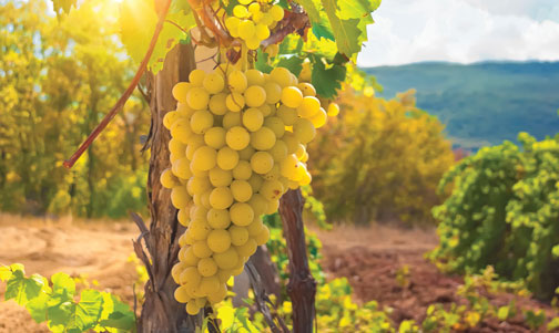 France - Champagne - grapes