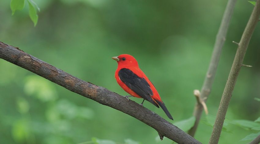 A Scarlet Tanger is perched on a branch. The bird is a bright red color with black wings