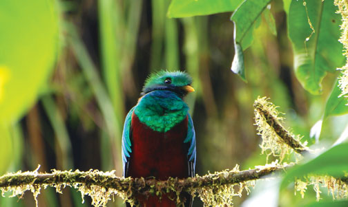 Birding Tours for Seniors