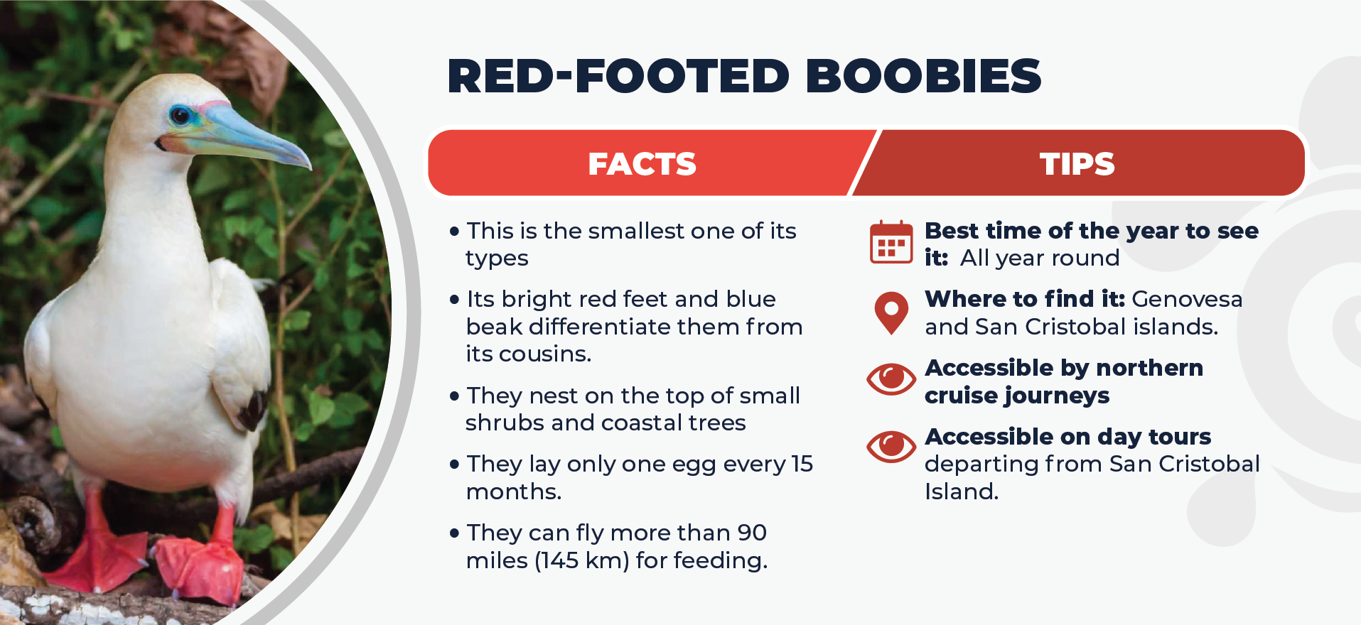 Red-Footed Boobies Facts