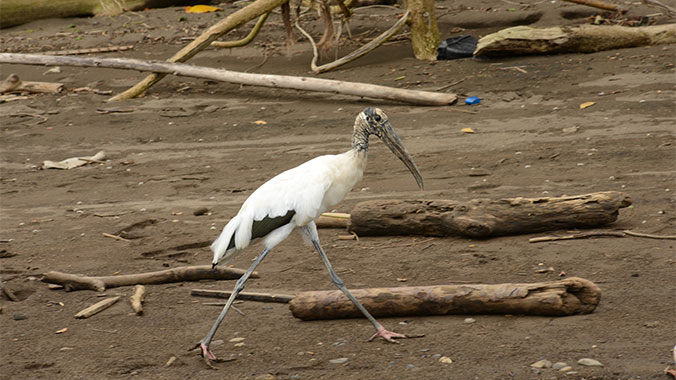 3636-costa-rica-grandchild5-c.jpg