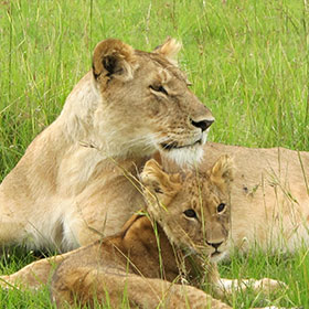 Africa Safari