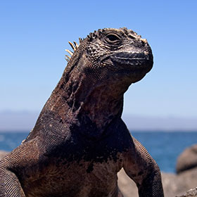 Galapagos Islands