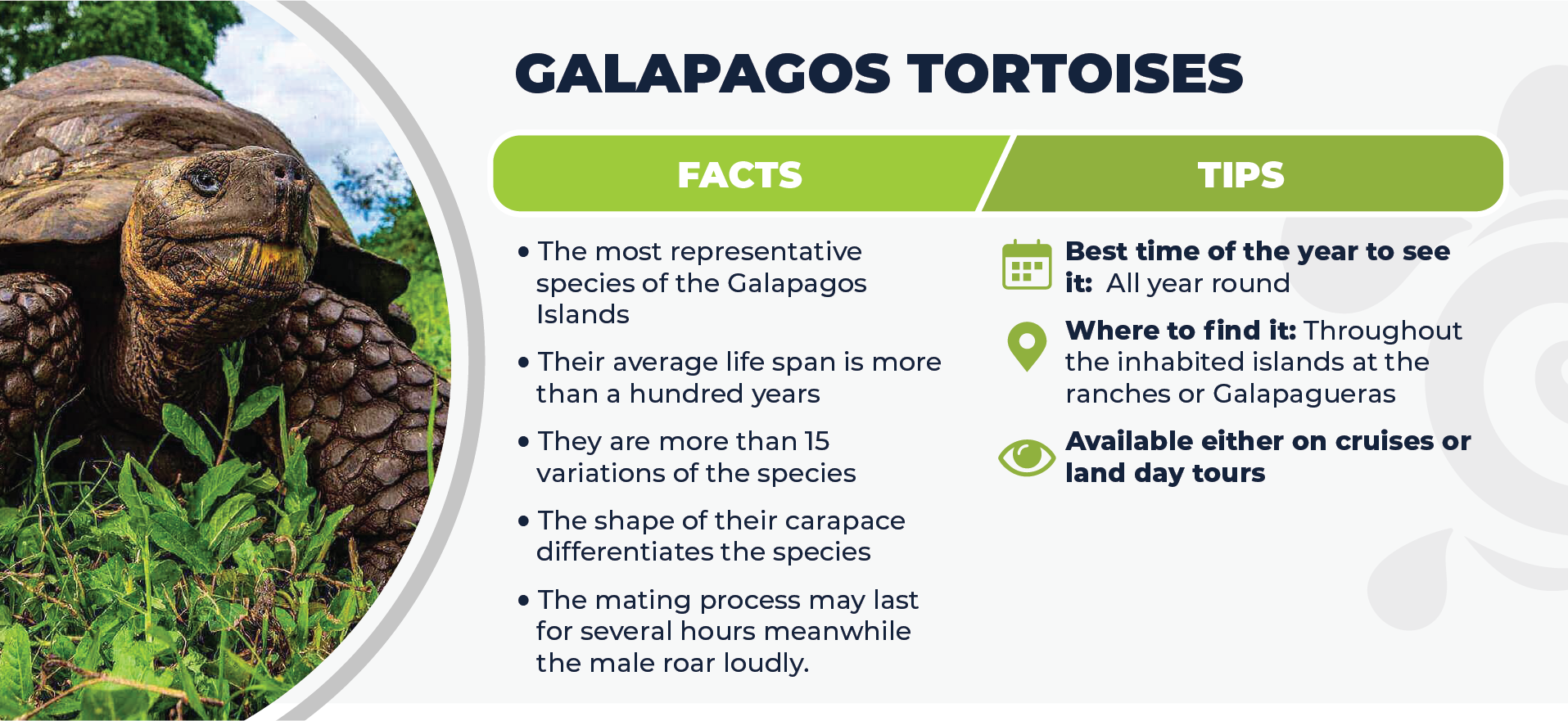 Galapagos Tortoises Facts