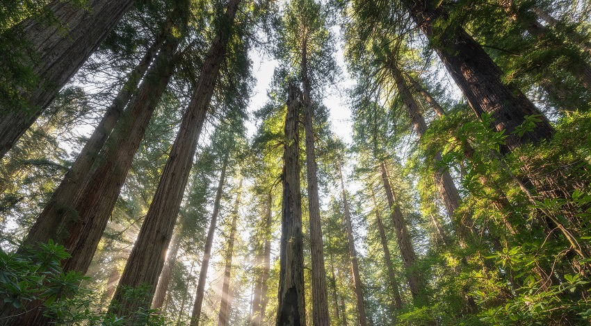 Sun through the trees