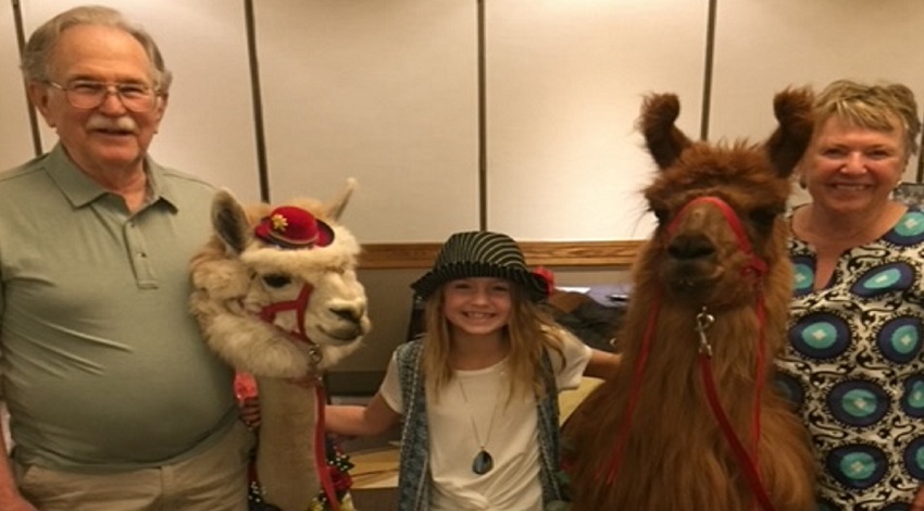 Grandparents and grandchild posing with a llama and alpaca