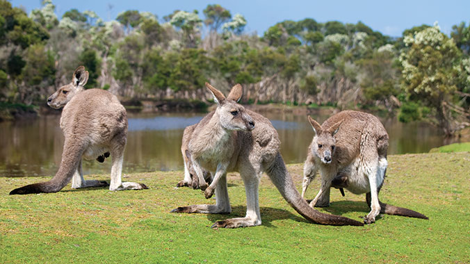 22091-australia-phillip-island-kangaroos-lghoz.jpg