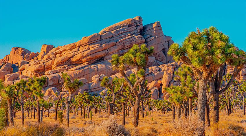 Joshua Tree National Park