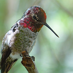 Birding Tours in SIerra Vista