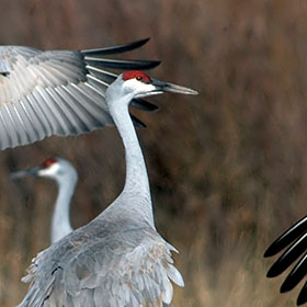 Birding Tours in SIerra Vista