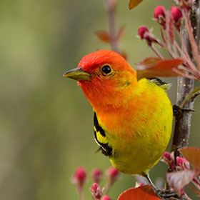 Birding Tours in the U.S.