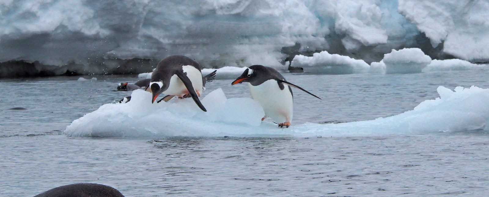 Antarctica