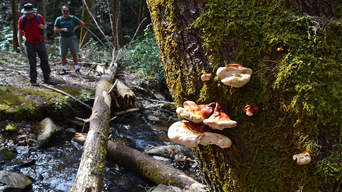 Great Smoky Mountains National Park