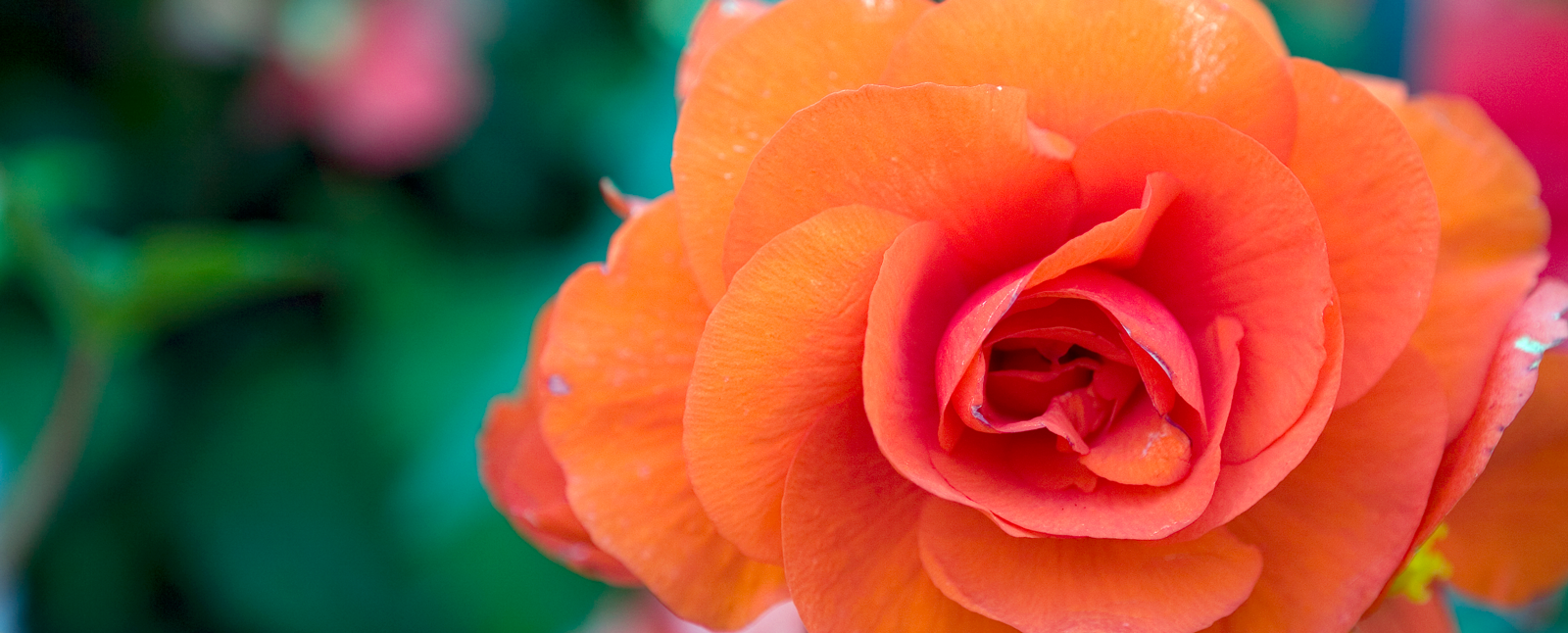 Begonia, Butchart Gardens, Victoria, British Columbia