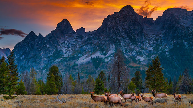 Wildlife in Yellowstone and Grand Tetons National Park