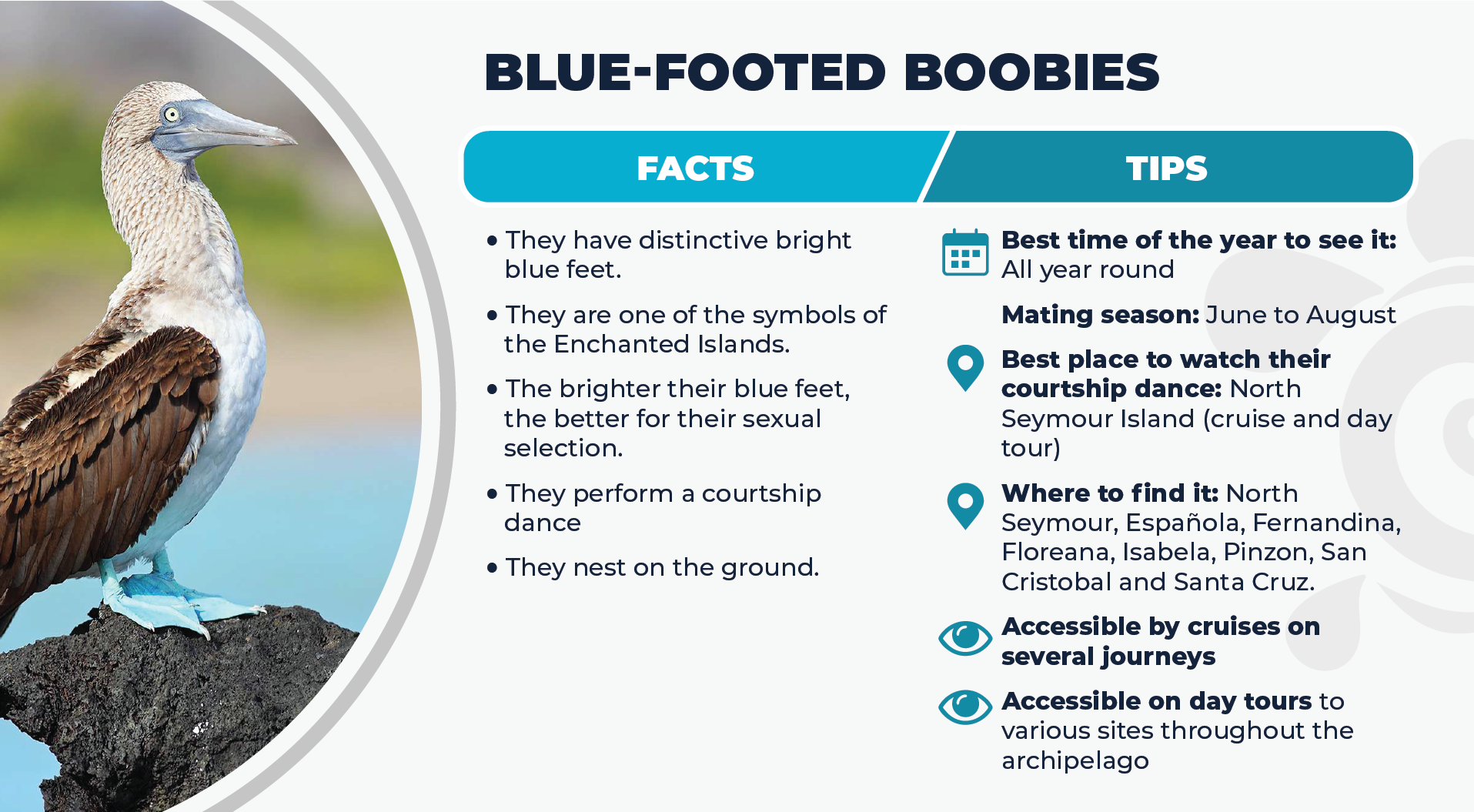 Blue-Footed Boobies Facts